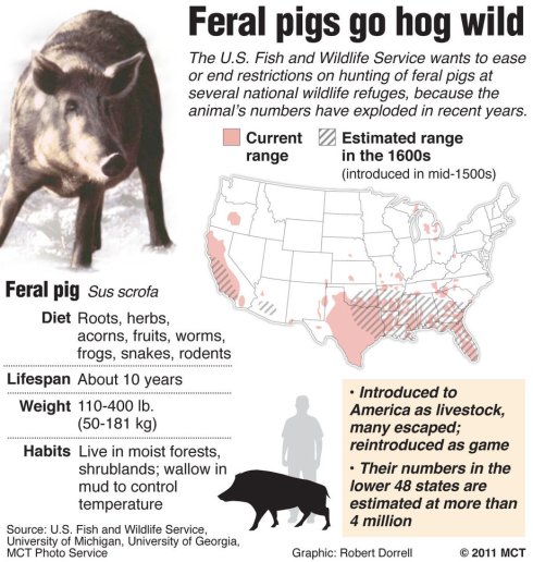Hot Hog Facts!